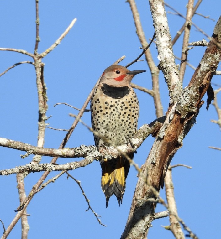 Northern Flicker - ML642976064