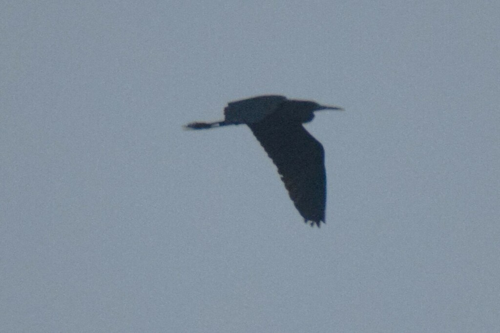Little Blue Heron - ML642976073