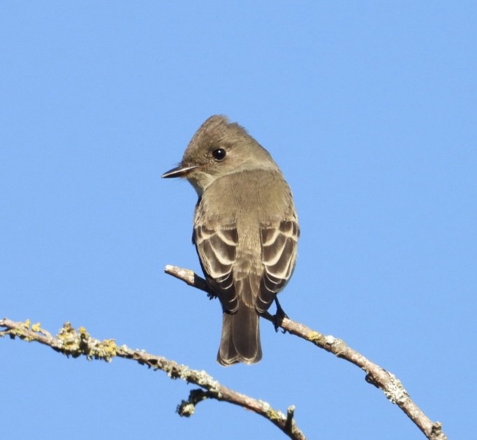Western Wood-Pewee - ML642976074