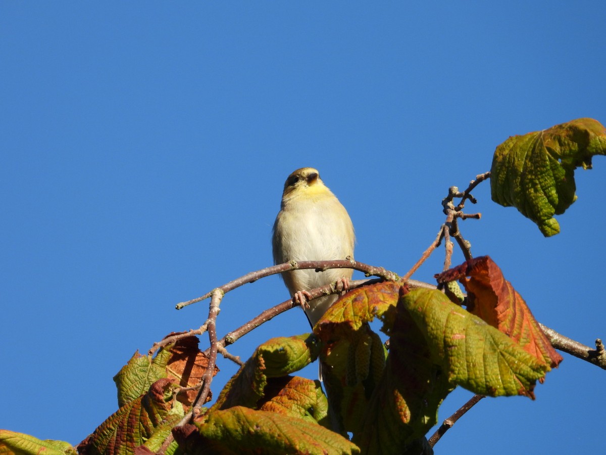 American Goldfinch - ML642976080