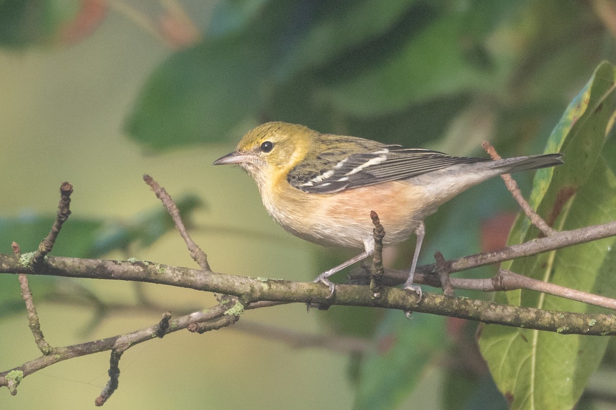 Bay-breasted Warbler - ML642976085