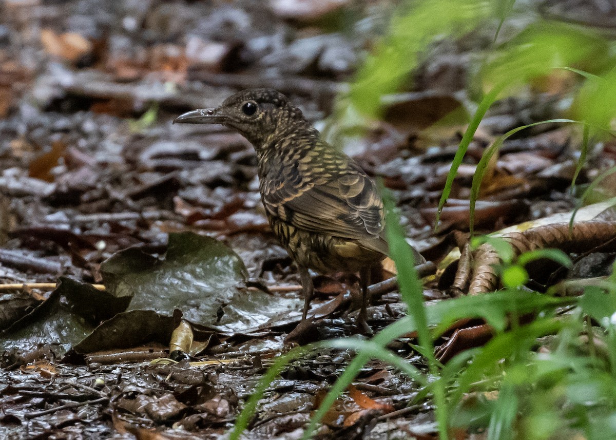 Sri Lanka Thrush - ML642976086