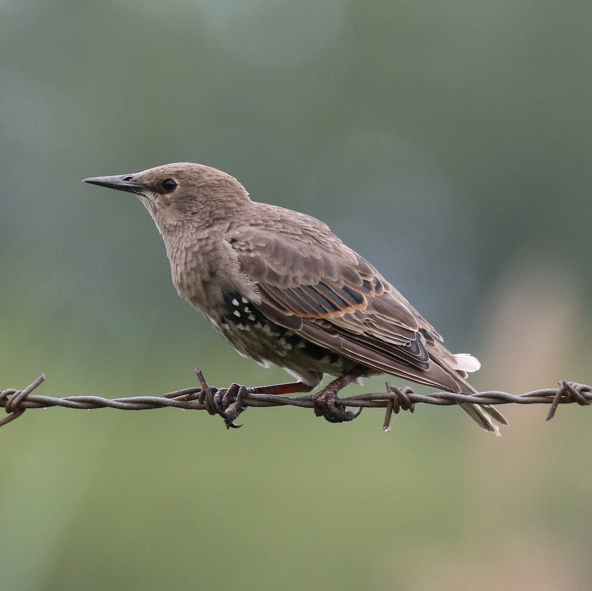 European Starling - ML64297611