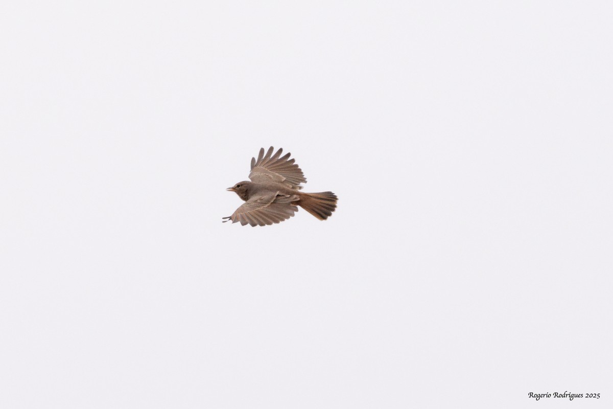 Desert Lark - ML642976128