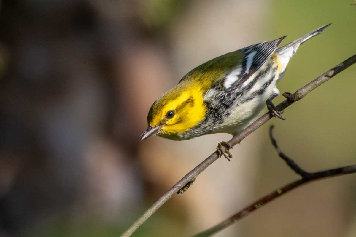Black-throated Green Warbler - ML642976129
