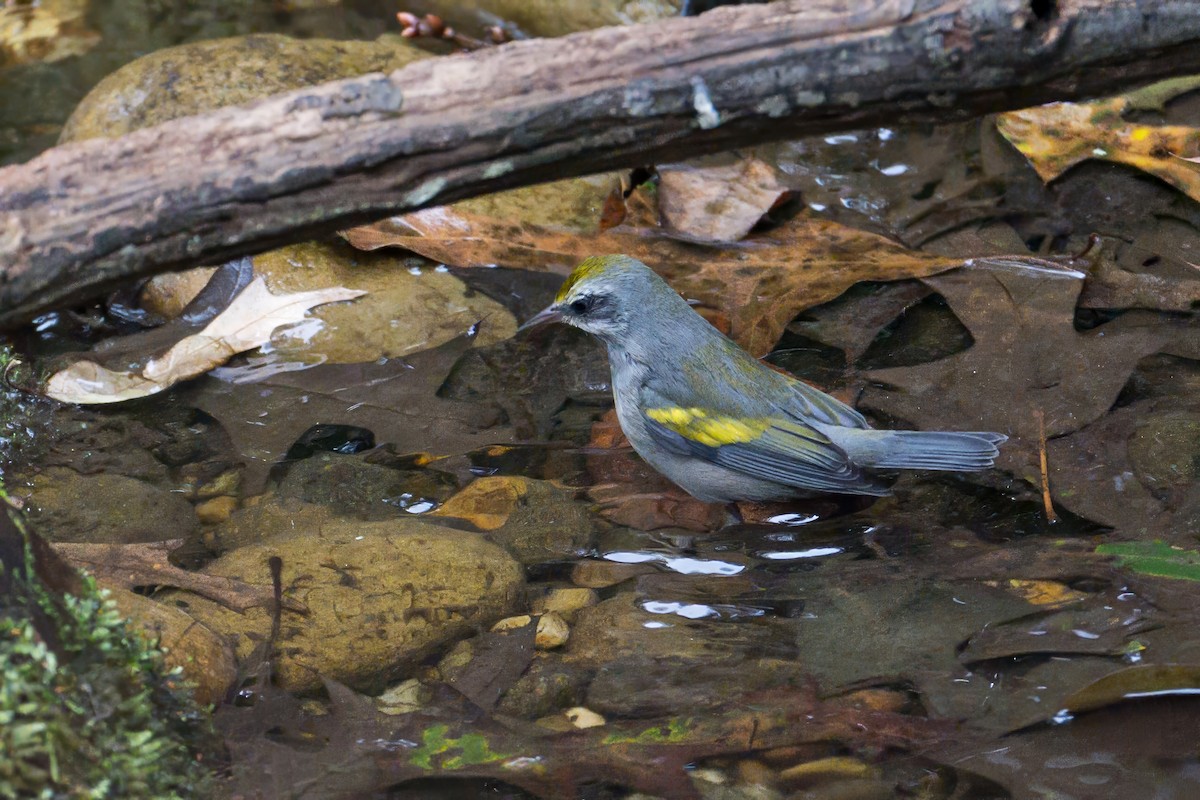Golden-winged Warbler - ML642976130