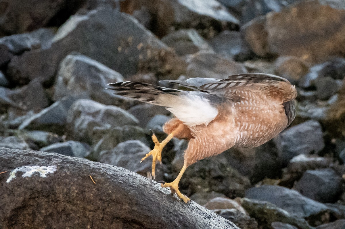 Cooper's Hawk - ML642976141