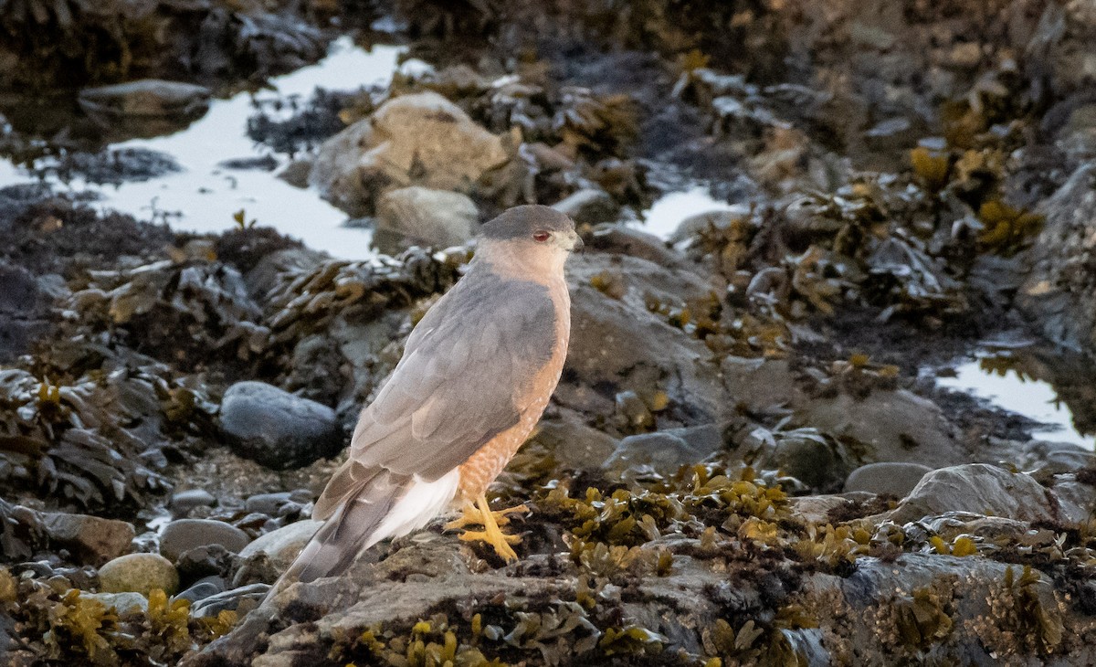 Cooper's Hawk - ML642976142
