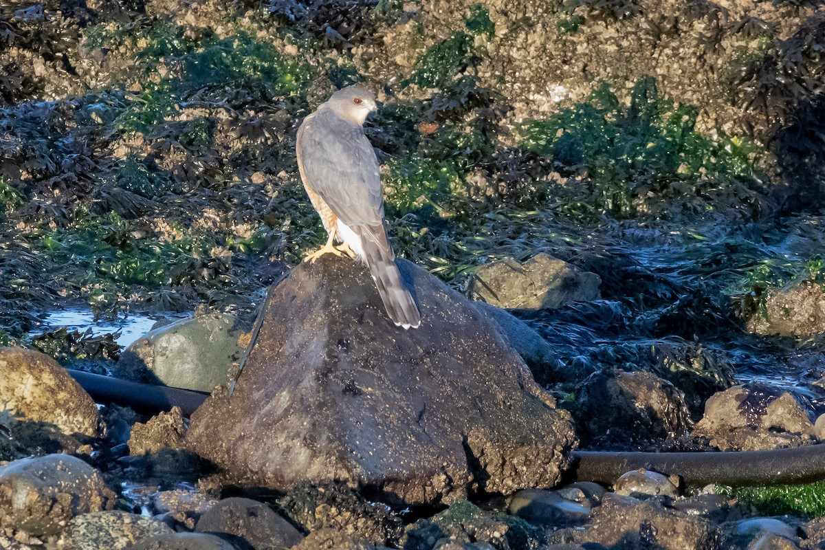 Cooper's Hawk - ML642976143