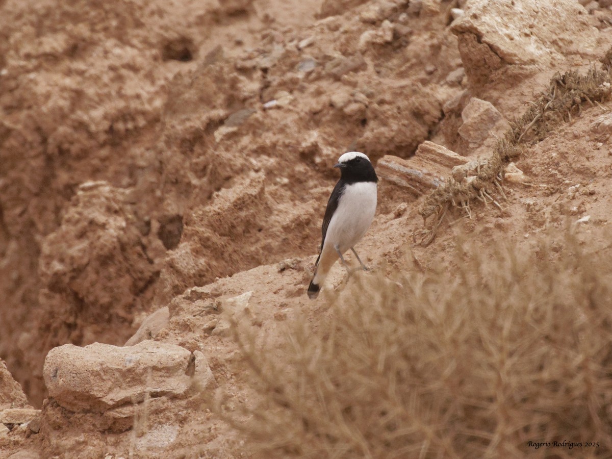 Mourning Wheatear (Maghreb) - ML642976155
