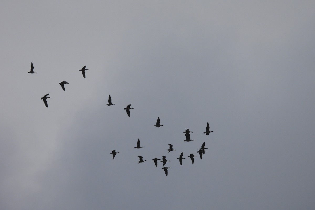 Pink-footed Goose - ML642976167