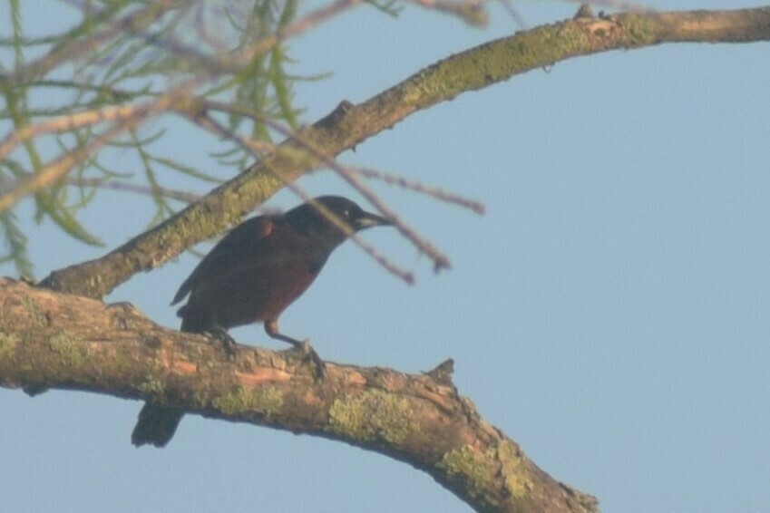 Orchard Oriole - ML642976172