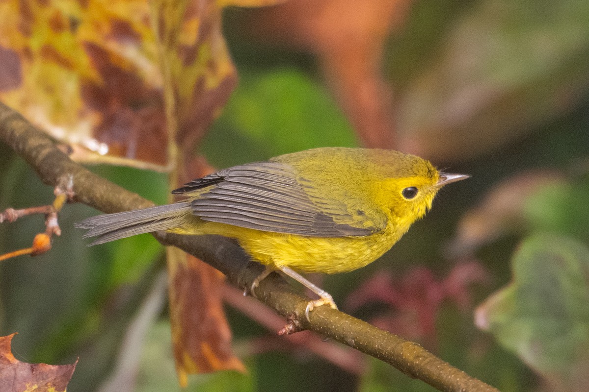 Wilson's Warbler - ML642976173