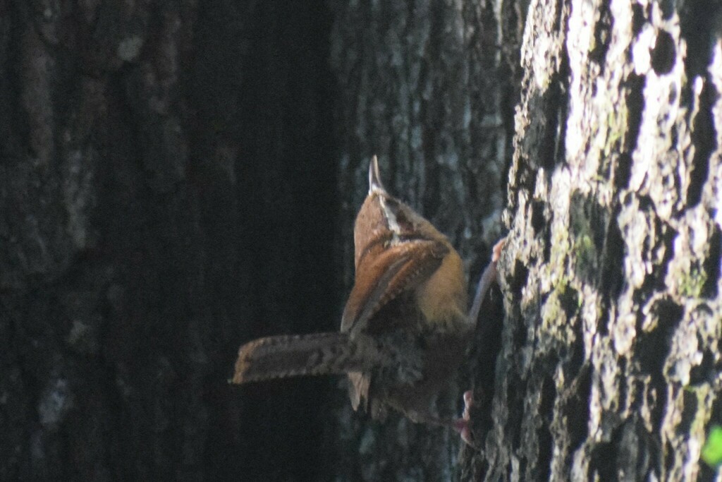 Carolina Wren - ML642976177