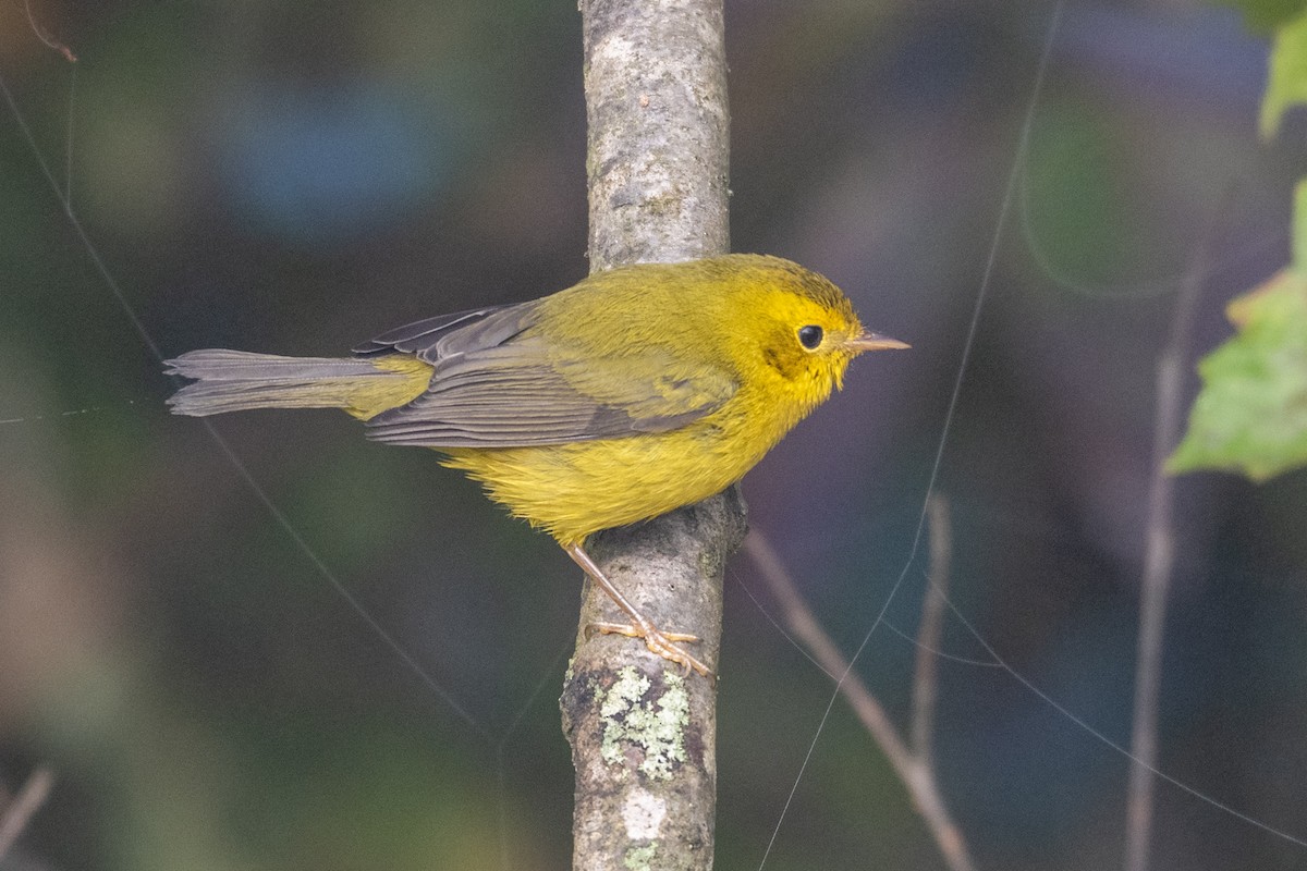 Wilson's Warbler - ML642976188
