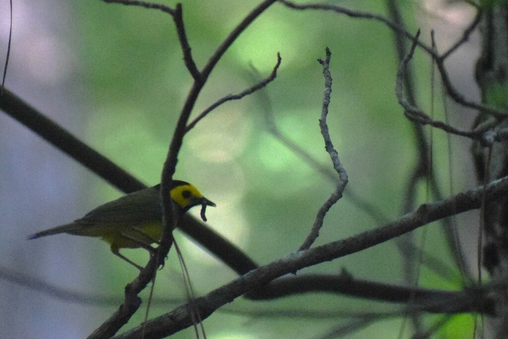 Hooded Warbler - ML642976238