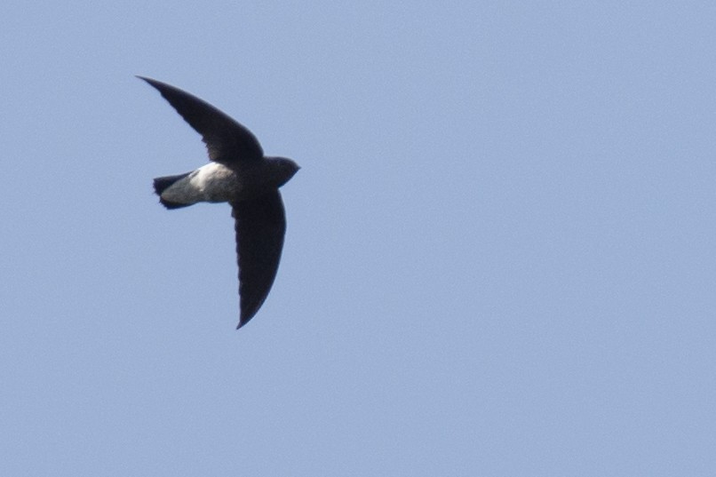 White-rumped Spinetail - ML642976258