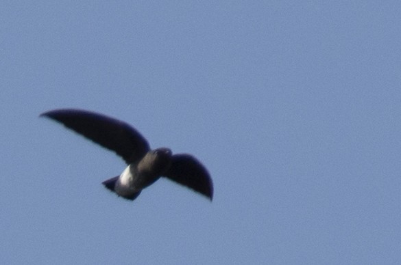 White-rumped Spinetail - ML642976259