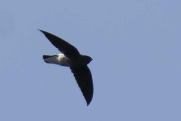 White-rumped Spinetail - ML642976260