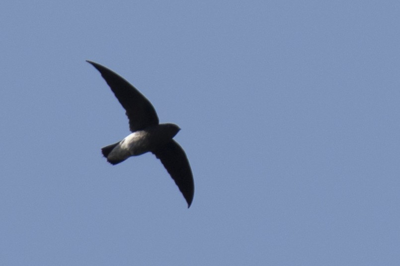 White-rumped Spinetail - ML642976261