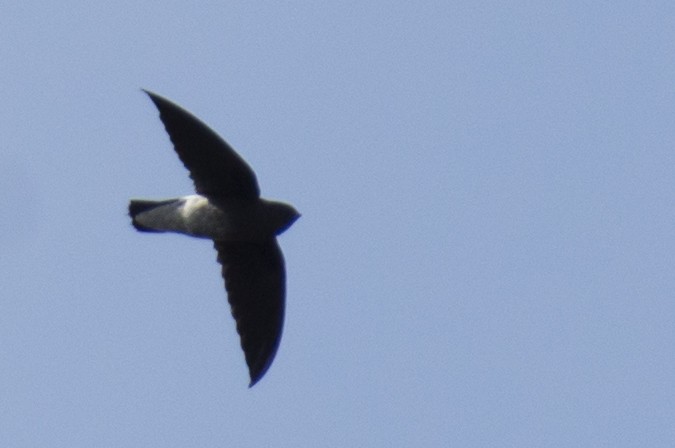 White-rumped Spinetail - ML642976262