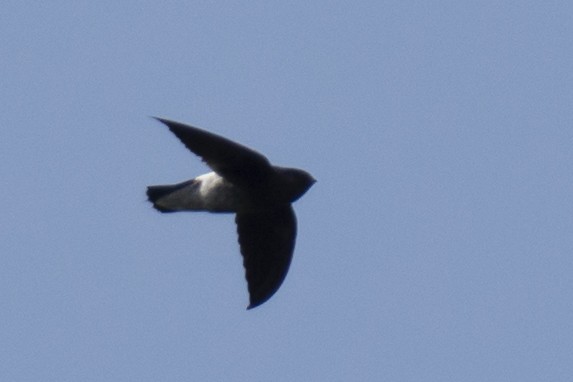 White-rumped Spinetail - ML642976263