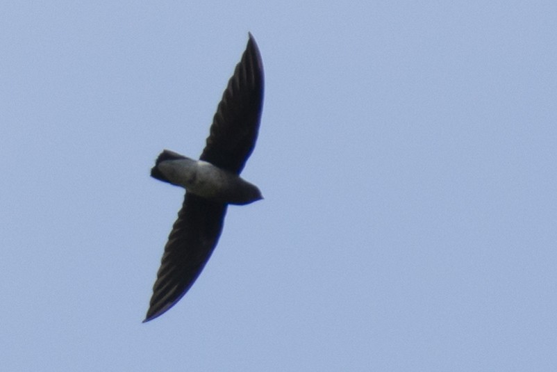 White-rumped Spinetail - ML642976264