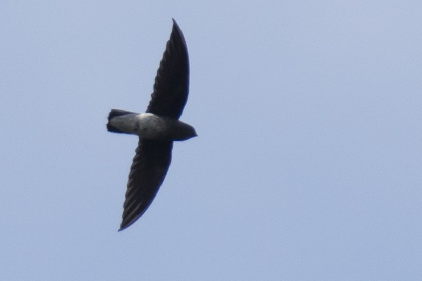 White-rumped Spinetail - ML642976265