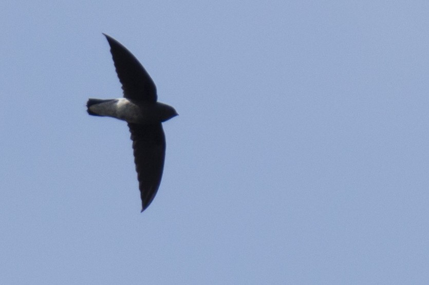 White-rumped Spinetail - ML642976266
