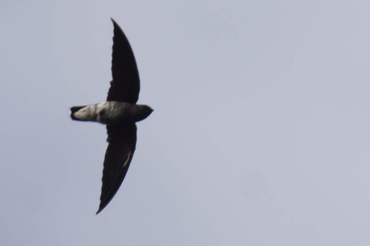 White-rumped Spinetail - ML642976267