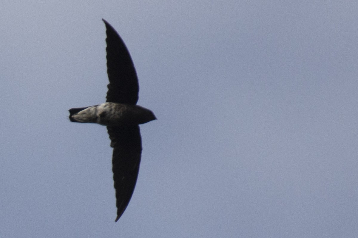 White-rumped Spinetail - ML642976268