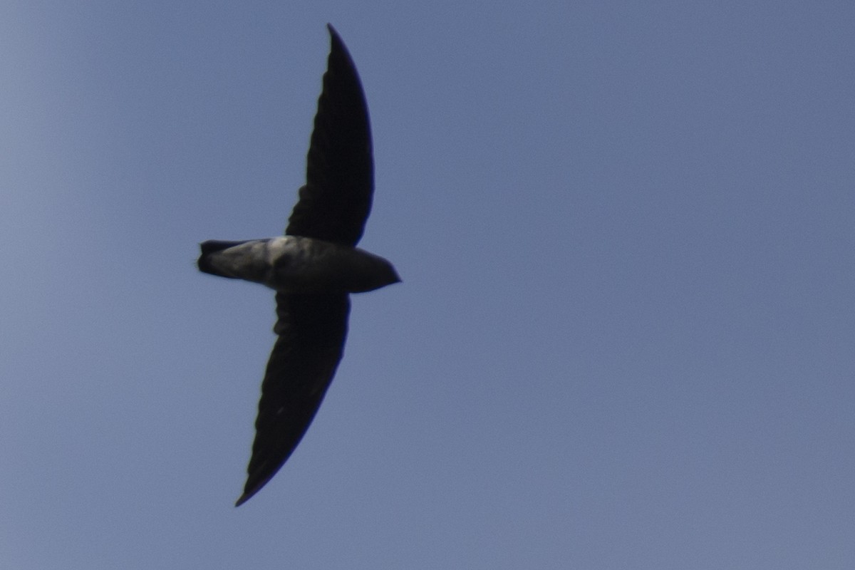 White-rumped Spinetail - ML642976269