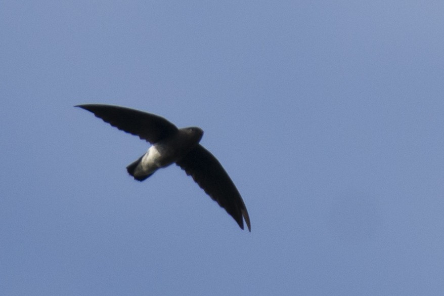 White-rumped Spinetail - ML642976270