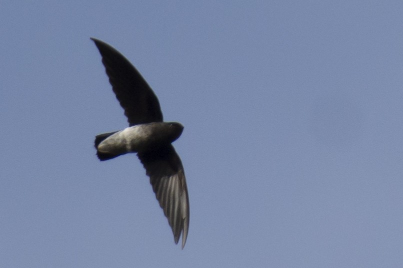 White-rumped Spinetail - ML642976271