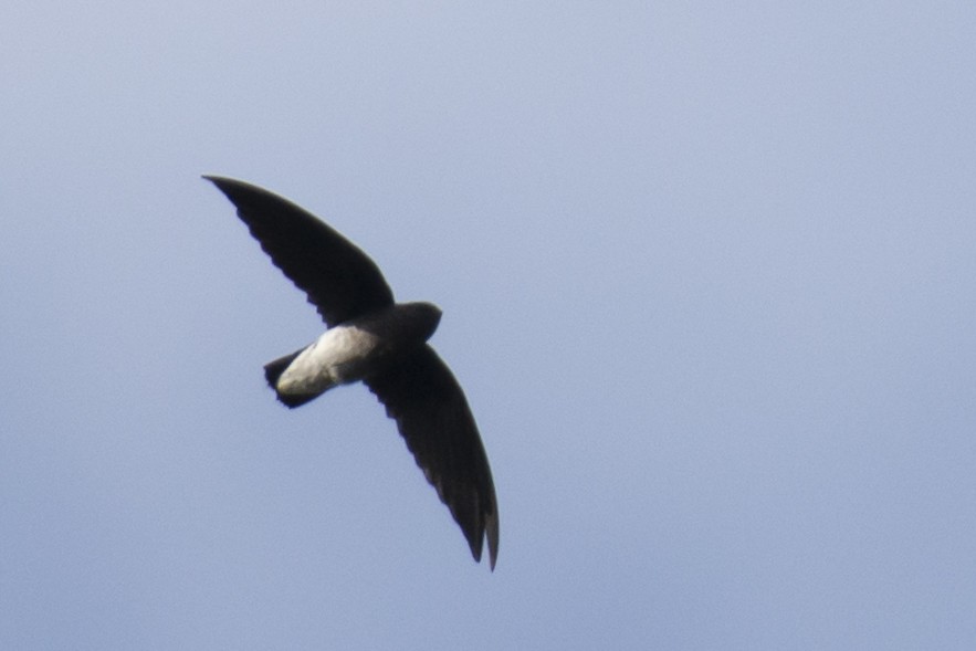 White-rumped Spinetail - ML642976272