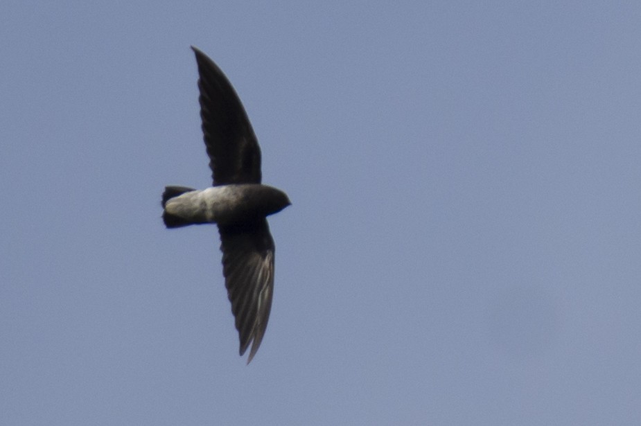 White-rumped Spinetail - ML642976273