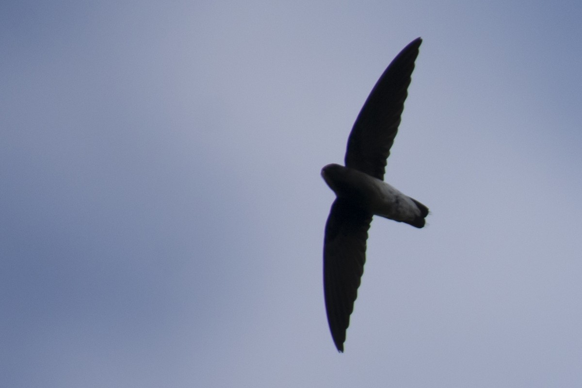 White-rumped Spinetail - ML642976274