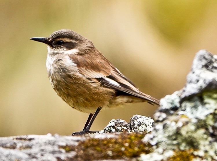 Cream-winged Cinclodes - ML642976280
