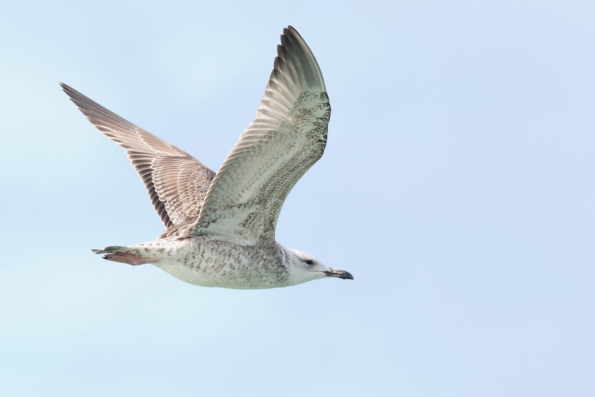 Caspian Gull - ML642976295