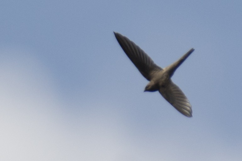 Asian Palm Swift - ML642976297