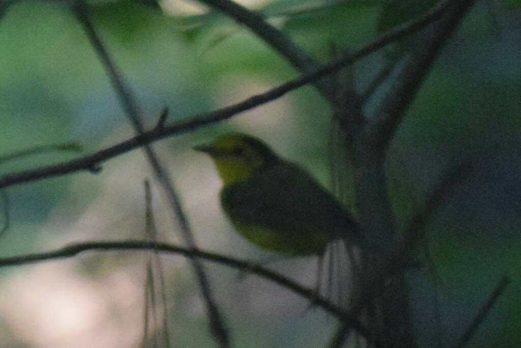Hooded Warbler - ML642976298