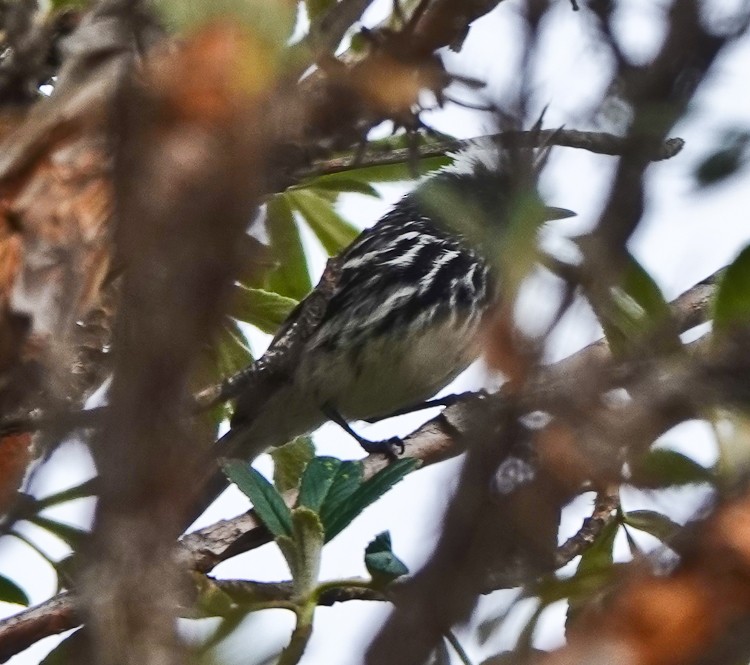Black-crested Tit-Tyrant - ML642976308