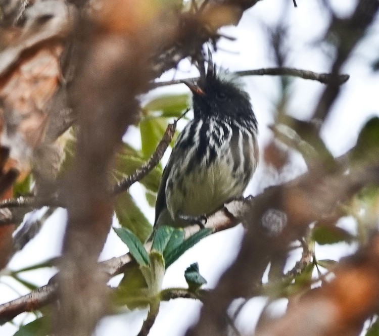 Black-crested Tit-Tyrant - ML642976309