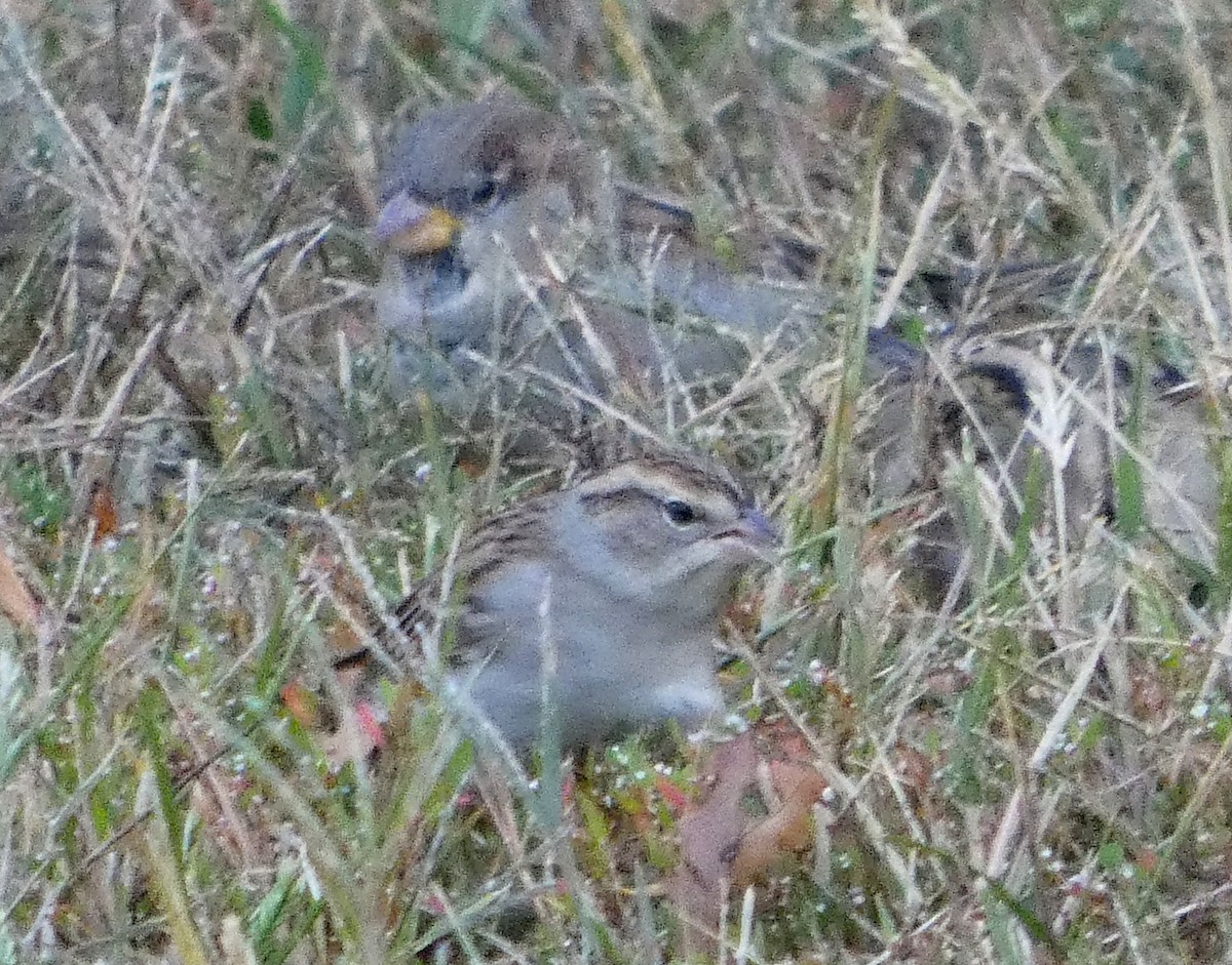 Chipping Sparrow - ML642976310
