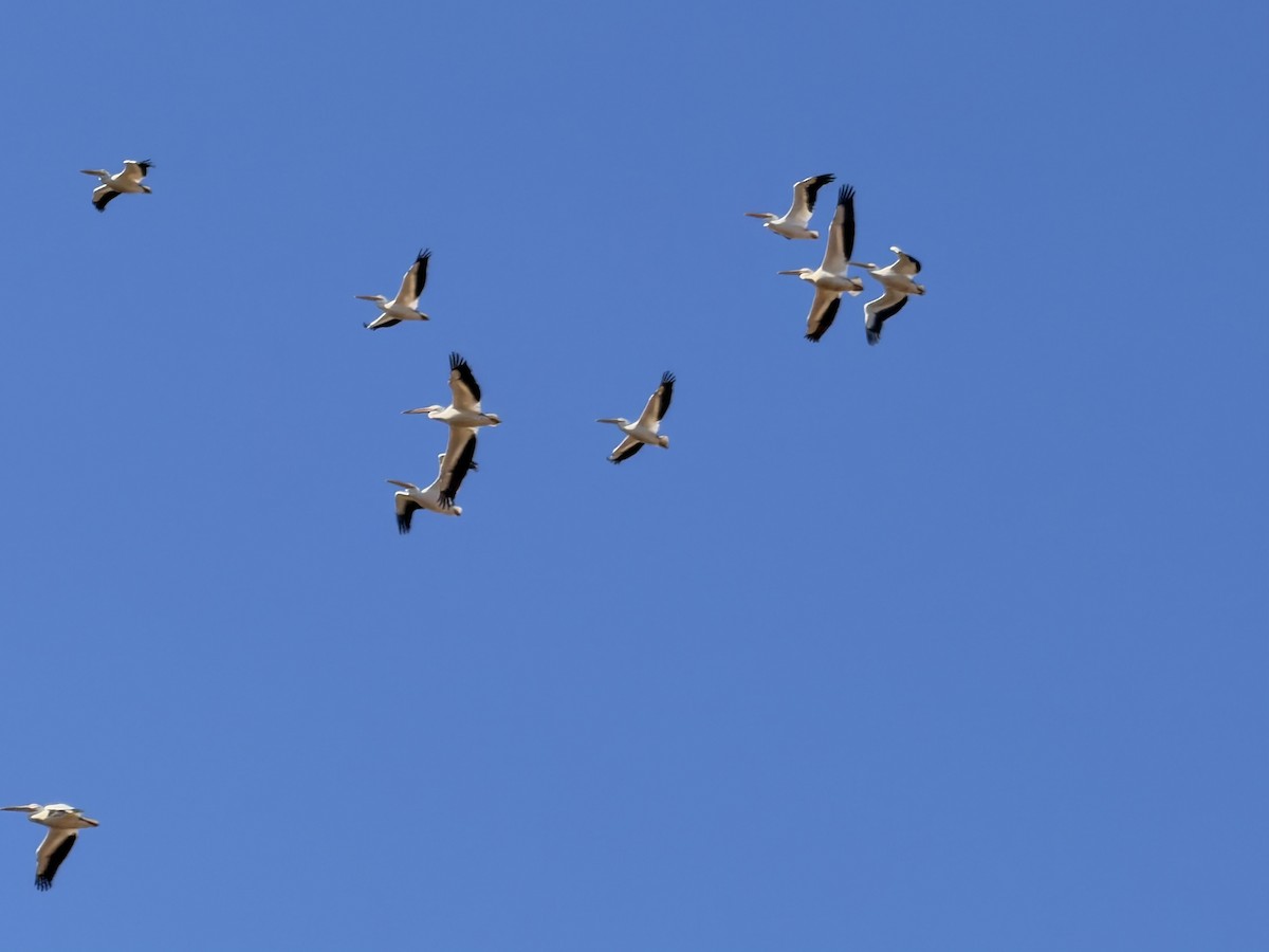 American White Pelican - ML642976332