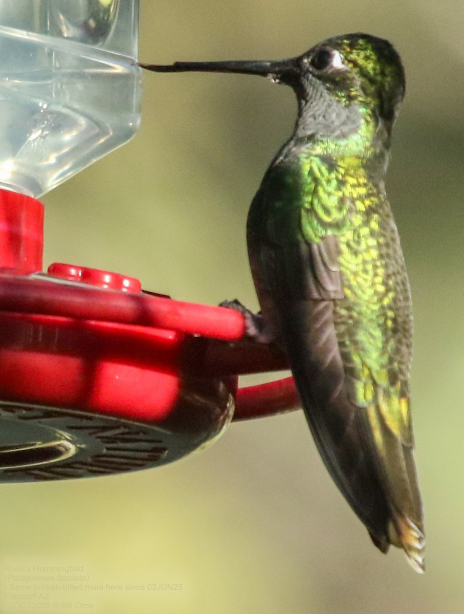 Colibri de Rivoli - ML642976335