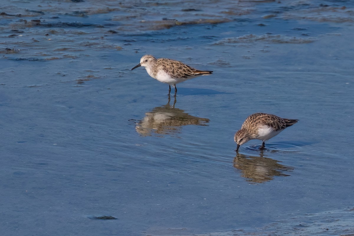 dvergsnipe - ML642976344