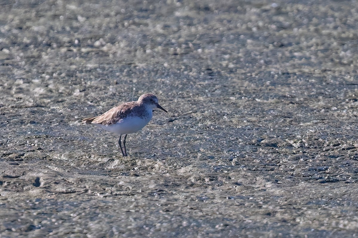 dvergsnipe - ML642976345