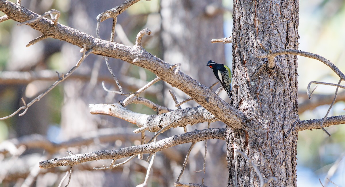 Williamson's Sapsucker - ML642976357