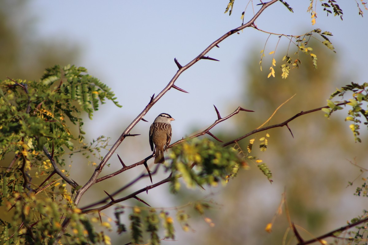 White-crowned Sparrow - ML642976358